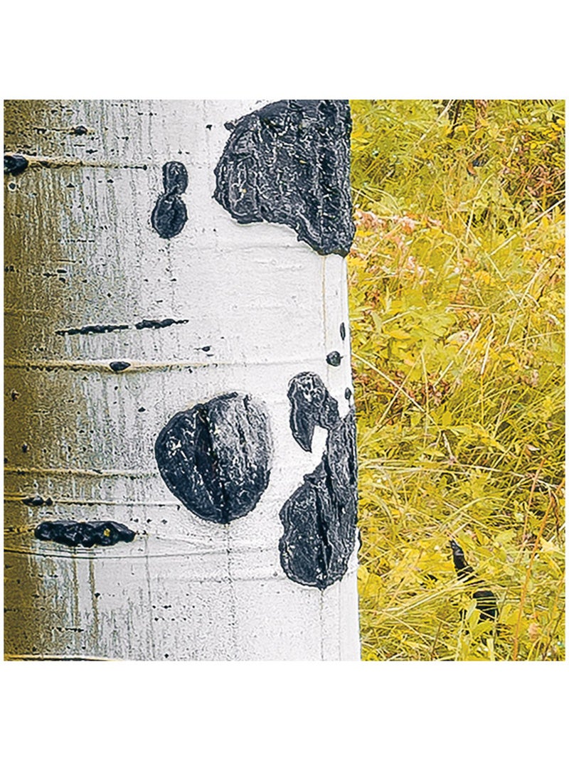 Papier peint panoramique - orange forest - taille: 400 x 250 cm Multicolore - Kiabi