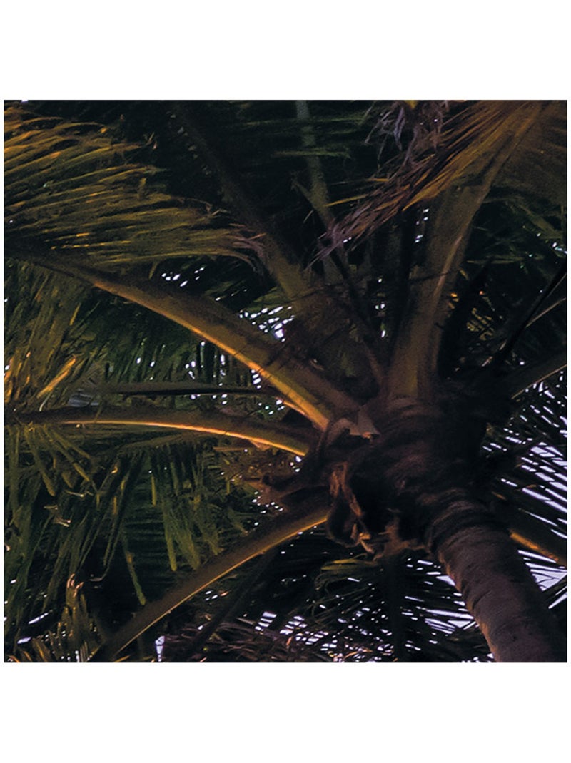 Papier peint panoramique - palmtrees on beach - taille: 200 x 250 cm Multicolore - Kiabi