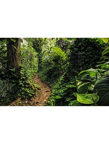 Papier peint panoramique - path of dreams - taille: 400 x 250 cm