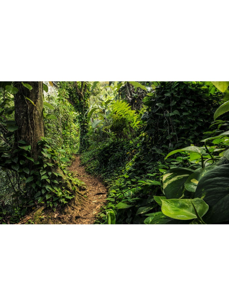Papier peint panoramique - path of dreams - taille: 400 x 250 cm Multicolore - Kiabi