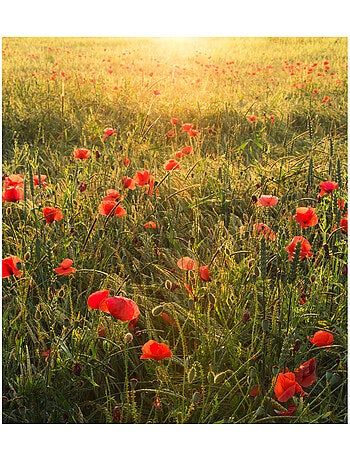 Papier peint panoramique - poppy world - taille: 250 x 280 cm