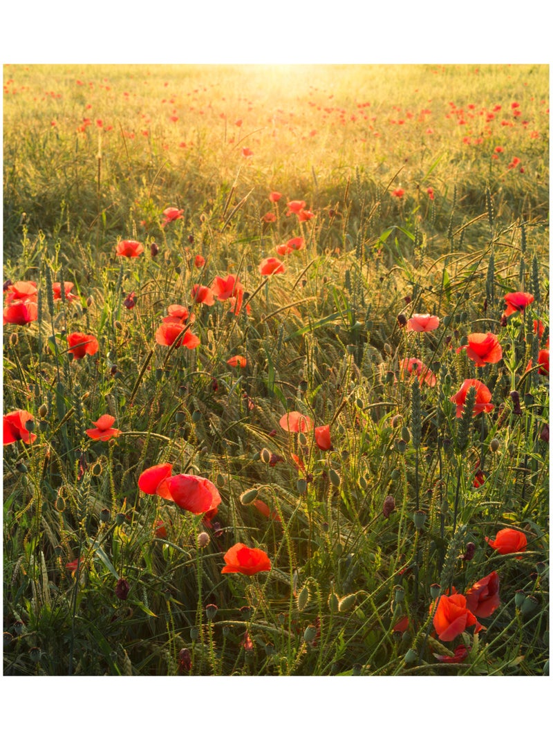 Papier peint panoramique - poppy world - taille: 250 x 280 cm Multicolore - Kiabi