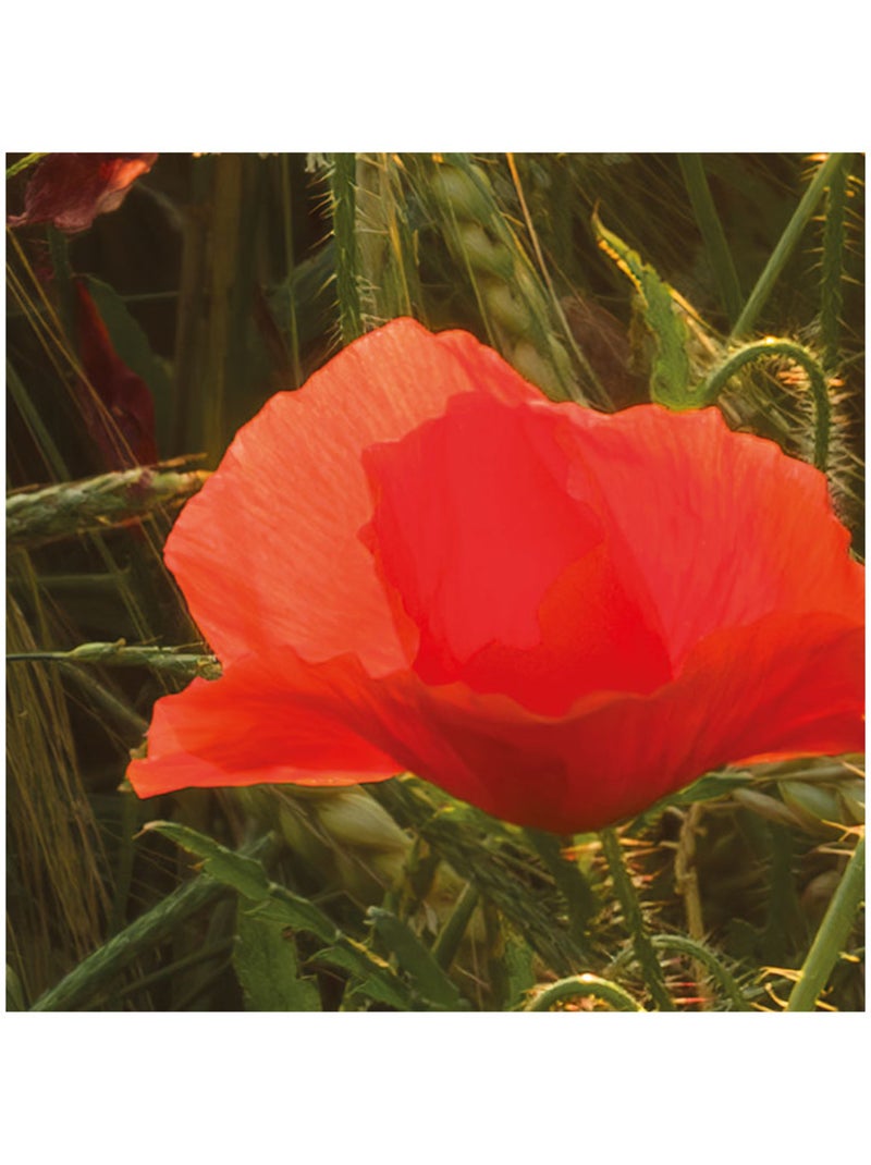 Papier peint panoramique - poppy world - taille: 250 x 280 cm Multicolore - Kiabi