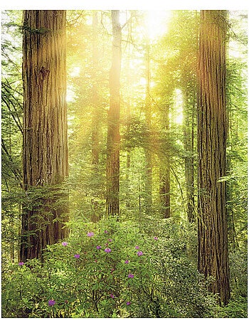 Papier peint panoramique - redwood - taille: 200 x 250 cm