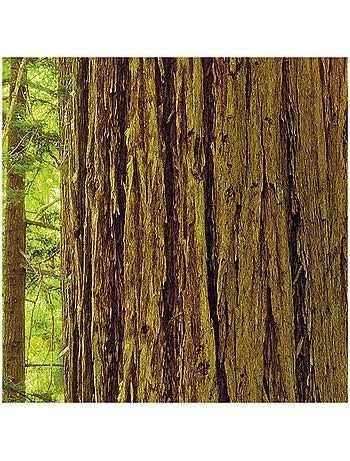 Papier peint panoramique - redwood - taille: 200 x 250 cm