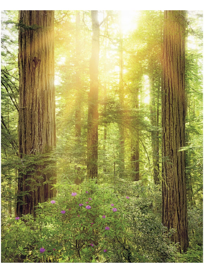 Papier peint panoramique - redwood - taille: 200 x 250 cm Multicolore - Kiabi