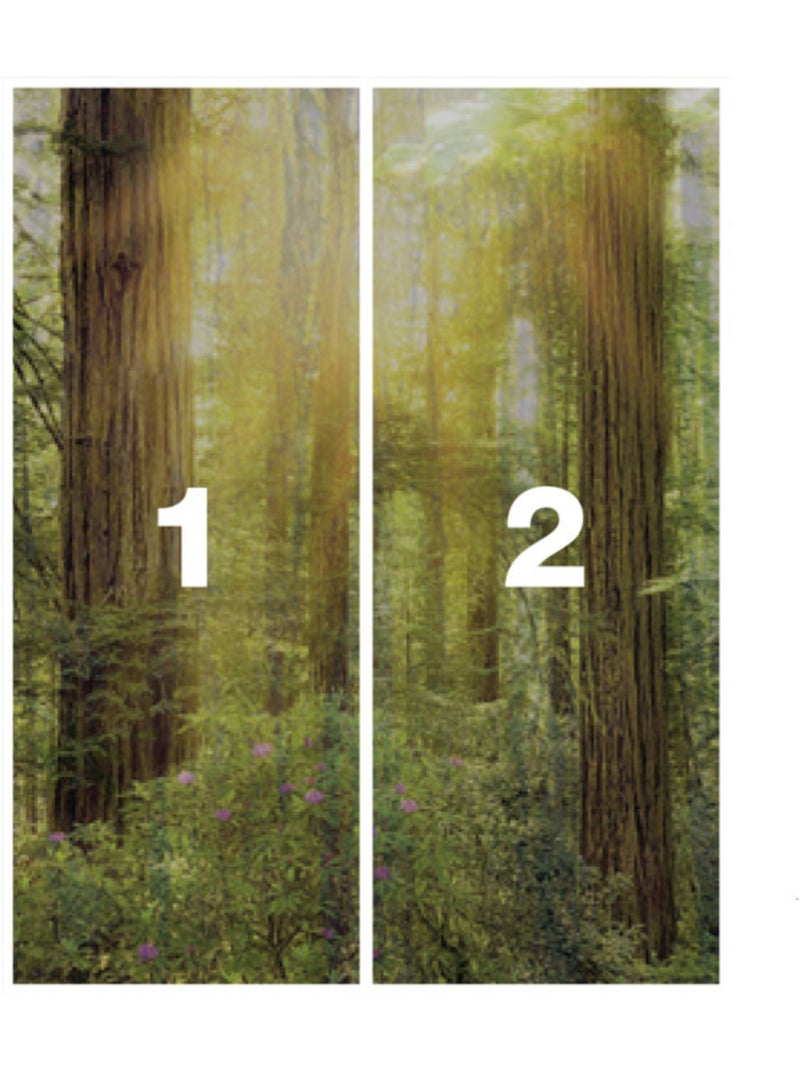 Papier peint panoramique - redwood - taille: 200 x 250 cm Multicolore - Kiabi