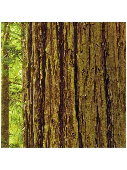 Papier peint panoramique - redwood - taille: 200 x 250 cm - Kiabi