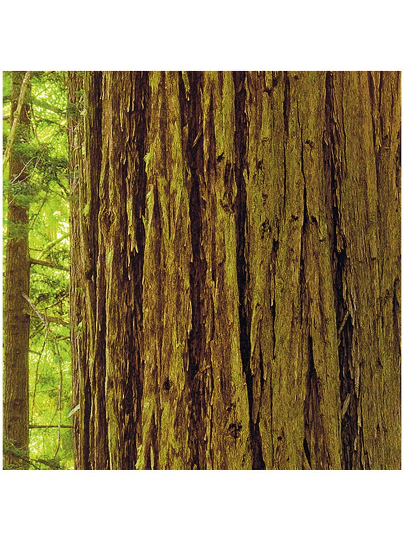 Papier peint panoramique - redwood - taille: 200 x 250 cm Multicolore - Kiabi