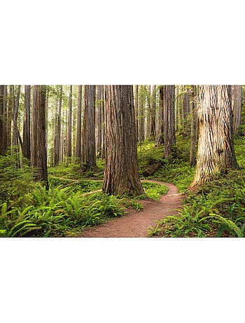 Papier peint panoramique - redwood trail - taille: 450 x 280 cm