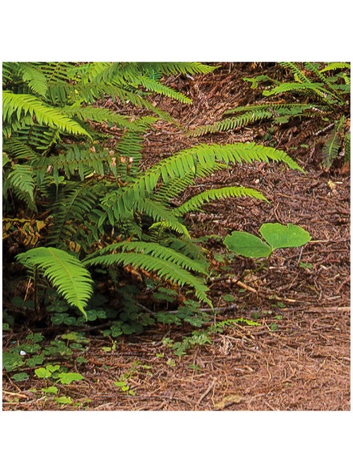 Papier peint panoramique - redwood trail - taille: 450 x 280 cm - Kiabi