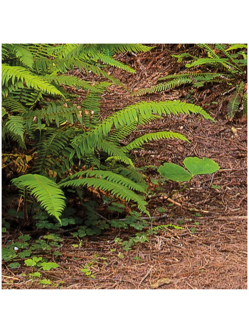 Papier peint panoramique - redwood trail - taille: 450 x 280 cm Multicolore - Kiabi