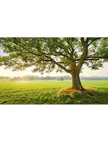 Papier peint panoramique - the magic tree - taille: 450 x 280 cm