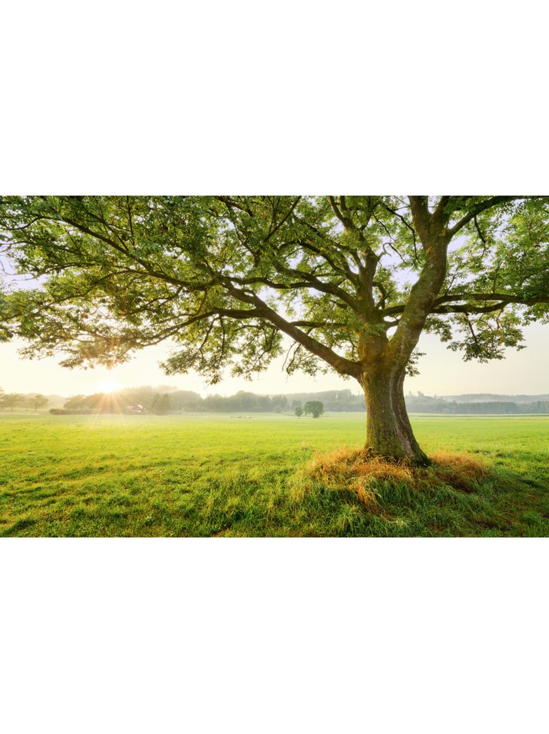 Papier peint panoramique - the magic tree - taille: 450 x 280 cm Multicolore - Kiabi