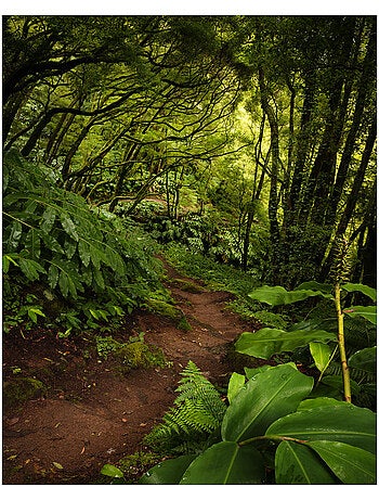 Papier peint panoramique - the path - taille: 200 x 250 cm