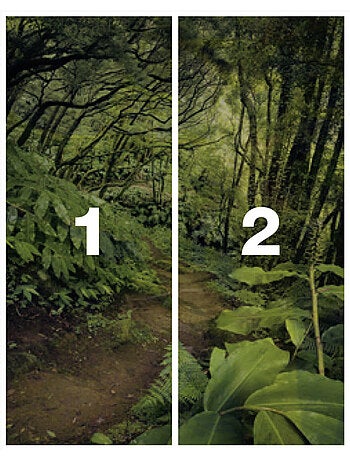 Papier peint panoramique - the path - taille: 200 x 250 cm