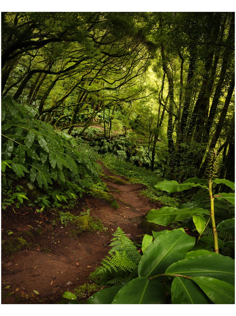 Papier peint panoramique - the path - taille: 200 x 250 cm Multicolore - Kiabi