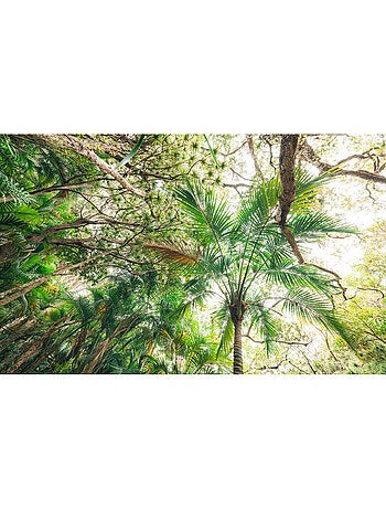 Papier peint panoramique - touch the jungle - taille: 450 x 280 cm