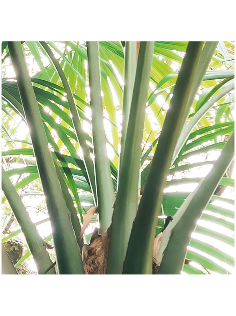 Papier peint panoramique - touch the jungle - taille: 450 x 280 cm Multicolore - Kiabi