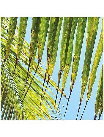 Papier peint panoramique - under the palmtree - taille: 200 x 250 cm