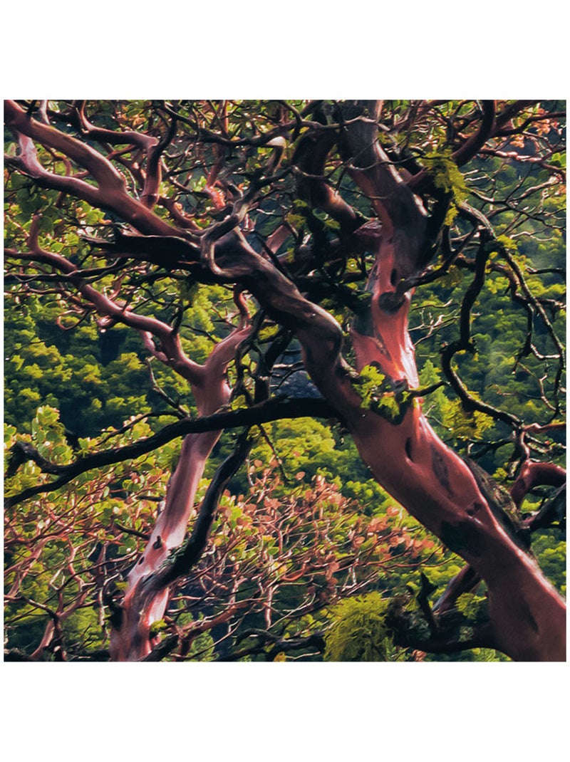 Papier peint panoramique - unique paradise - taille: 200 x 100 cm Multicolore - Kiabi