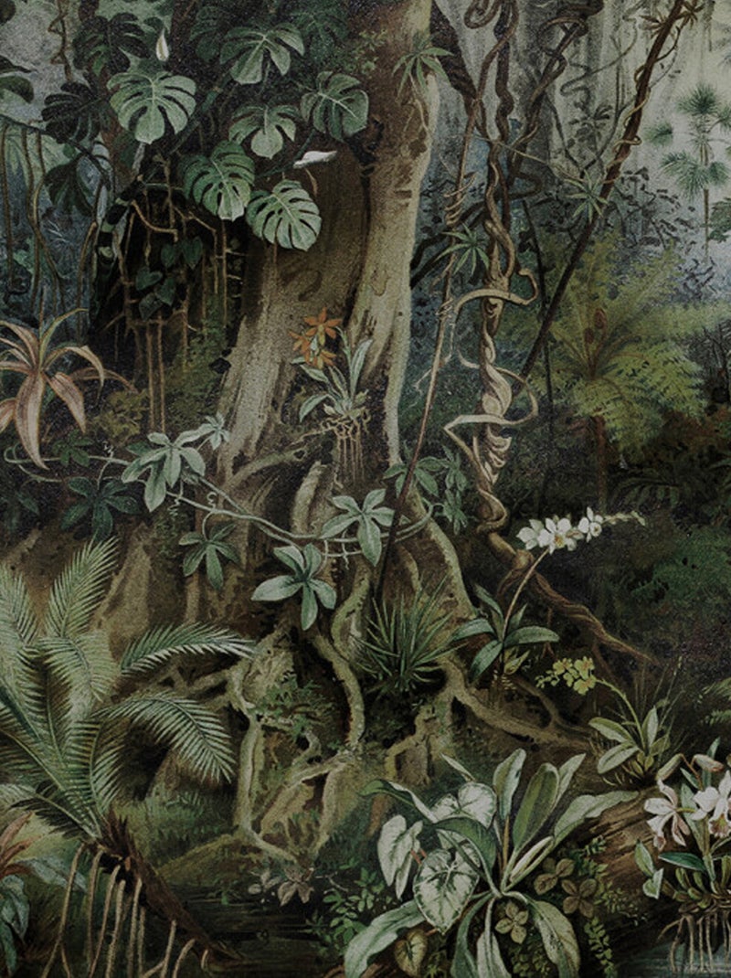 Papier peint panoramique au cœur de la jungle Vert - Kiabi