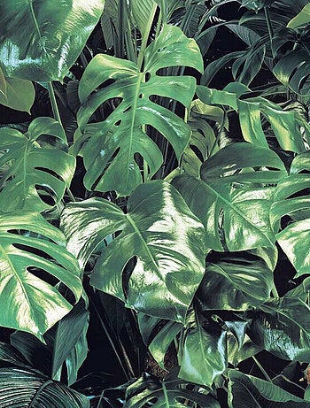 Papier Peint Photo Murale Grandes Feuilles 368x254 CM