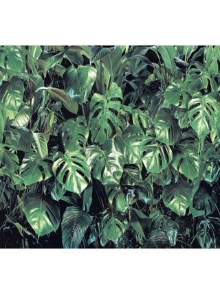 Papier Peint Photo Murale Grandes Feuilles 368x254 CM
