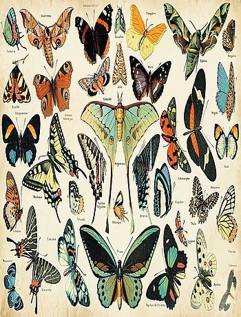 Papillons d'après Millot