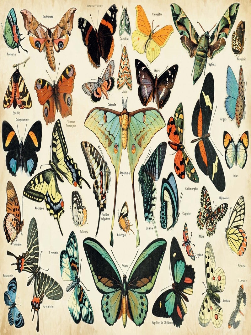 Papillons d'après Millot N/A - Kiabi