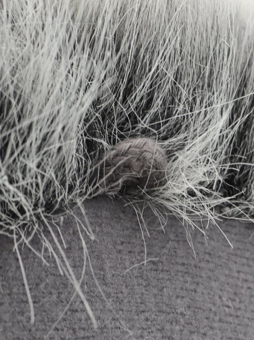 Peluche trophée mural Forêt Raton-laveur Josh - Kiabi