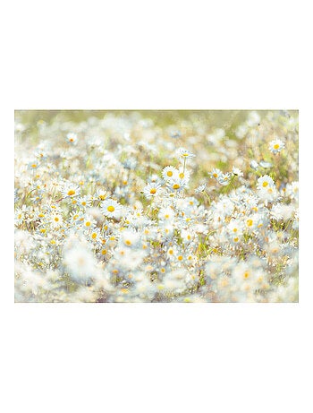 Photo murale - Champ de Marguerites