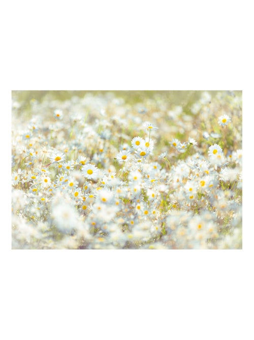 Photo murale - Champ de Marguerites - Kiabi