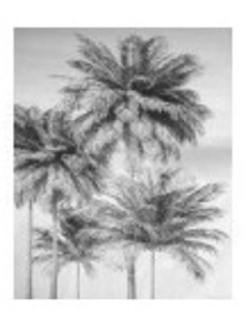 Photo Murale Intissé - Palmiers En Noirs Et Blancs - Kiabi