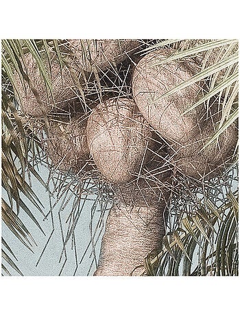 Photo Murale Ronde - 2 Palmiers