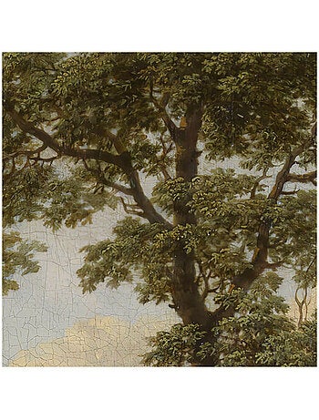 Photo Murale Ronde - Arbre Géant