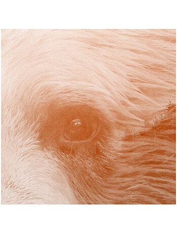 Photo Murale Ronde - Tête D'Ours