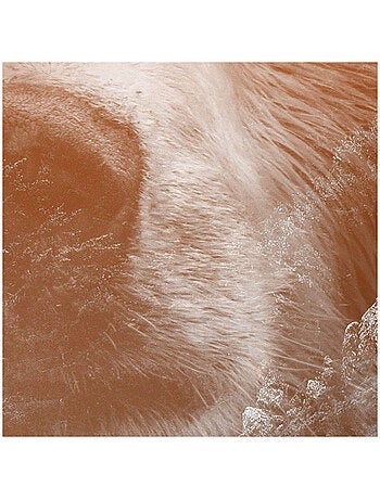 Photo Murale Ronde - Tête D'Ours