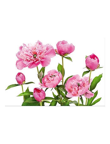 Pink peony, photo murale, 360x255 cm, 4 parts