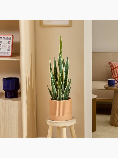 Plante artificielle NIPPO - Kiabi