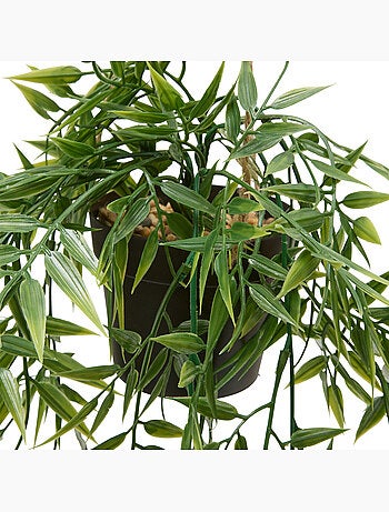 Plante artificielle suspendue avec cintre en chanvre