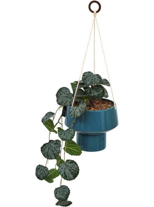 Plante artificielle suspendue h 80 cm homy - Kiabi