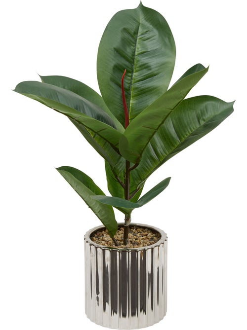 Plante grand format SKY - Kiabi