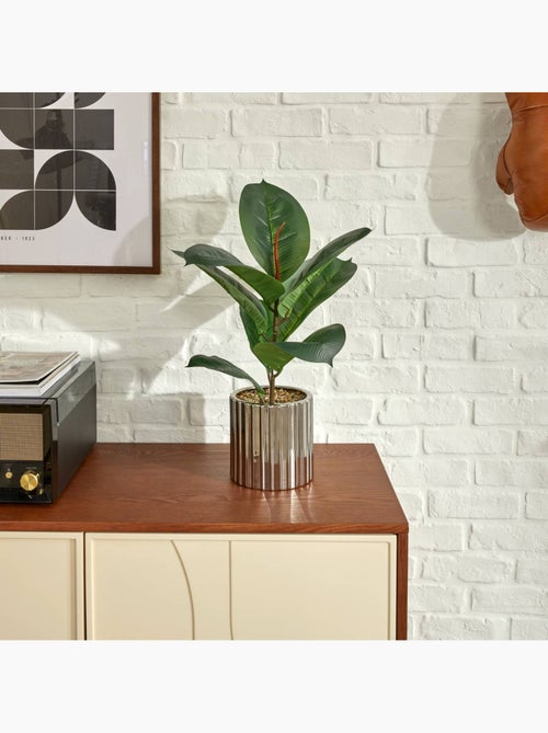 Plante grand format SKY - Kiabi