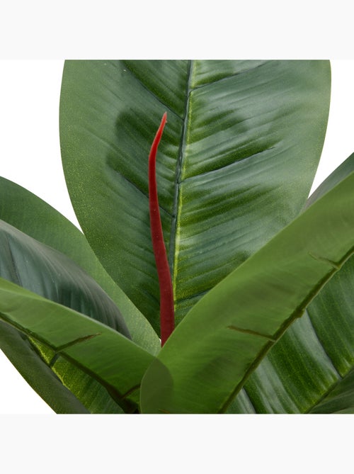 Plante grand format SKY - Kiabi