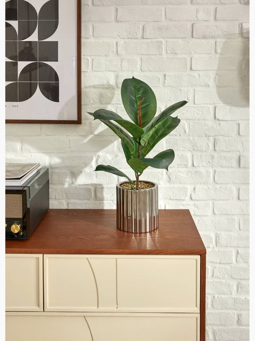 Plante grand format SKY - Kiabi
