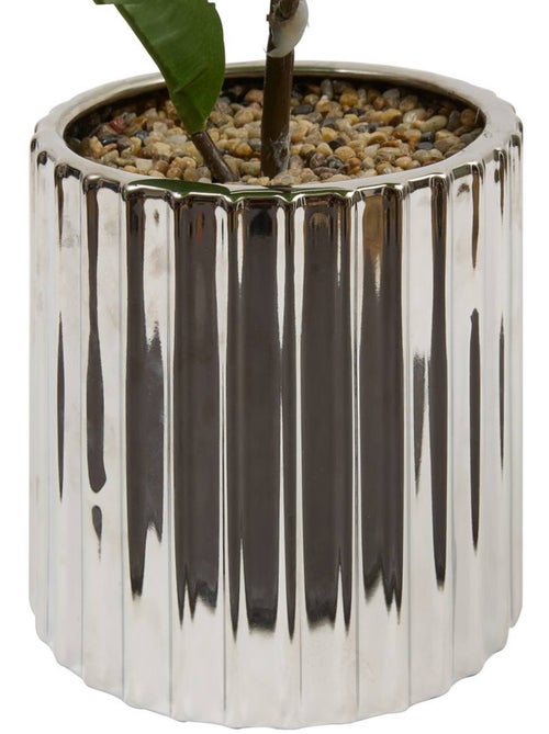 Plante grand format SKY - Kiabi