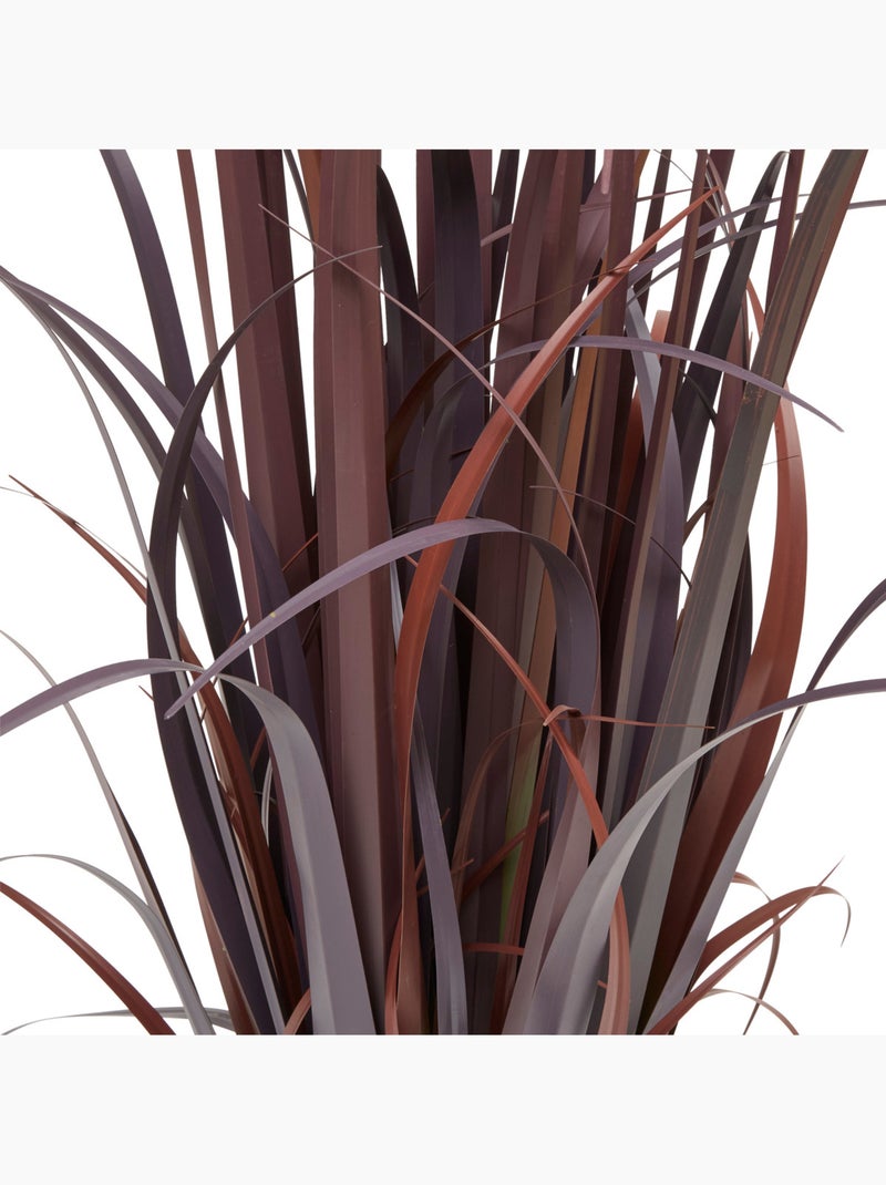 Plante grand format ZYA Rouge - Kiabi