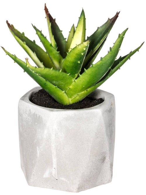 Plante grasse artificielle MASAO - Kiabi