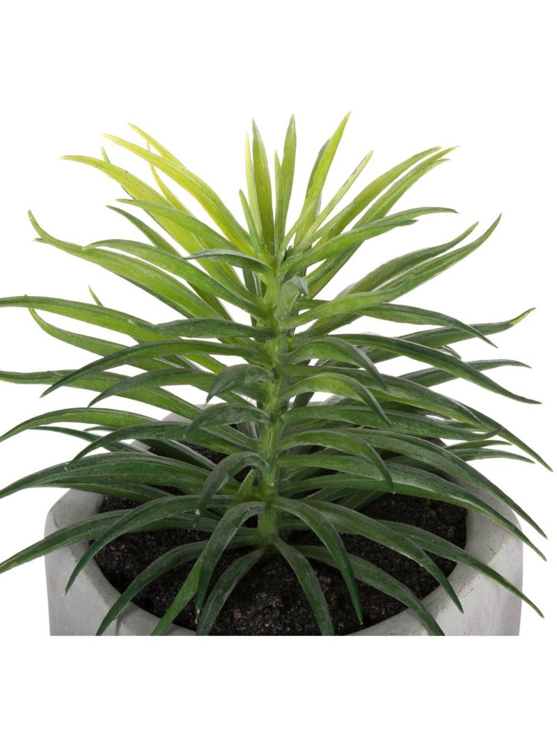 Plante grasse artificielle MASAO Blanc - Kiabi